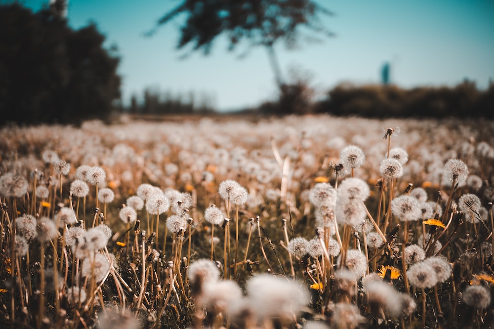 هرة الهندباء dandelions